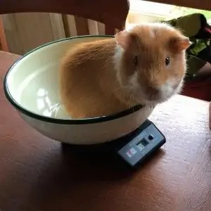 Cavia-tarzan-300x300-1