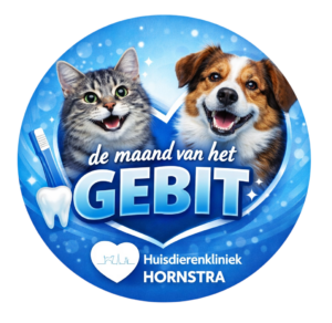 Februari maand van de gebitsverzorging