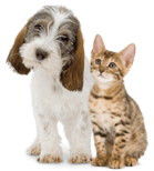 Pup-Kitten-