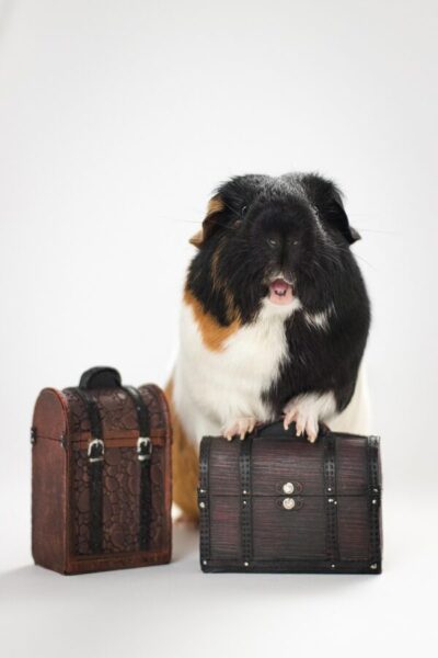 Castratie cavia