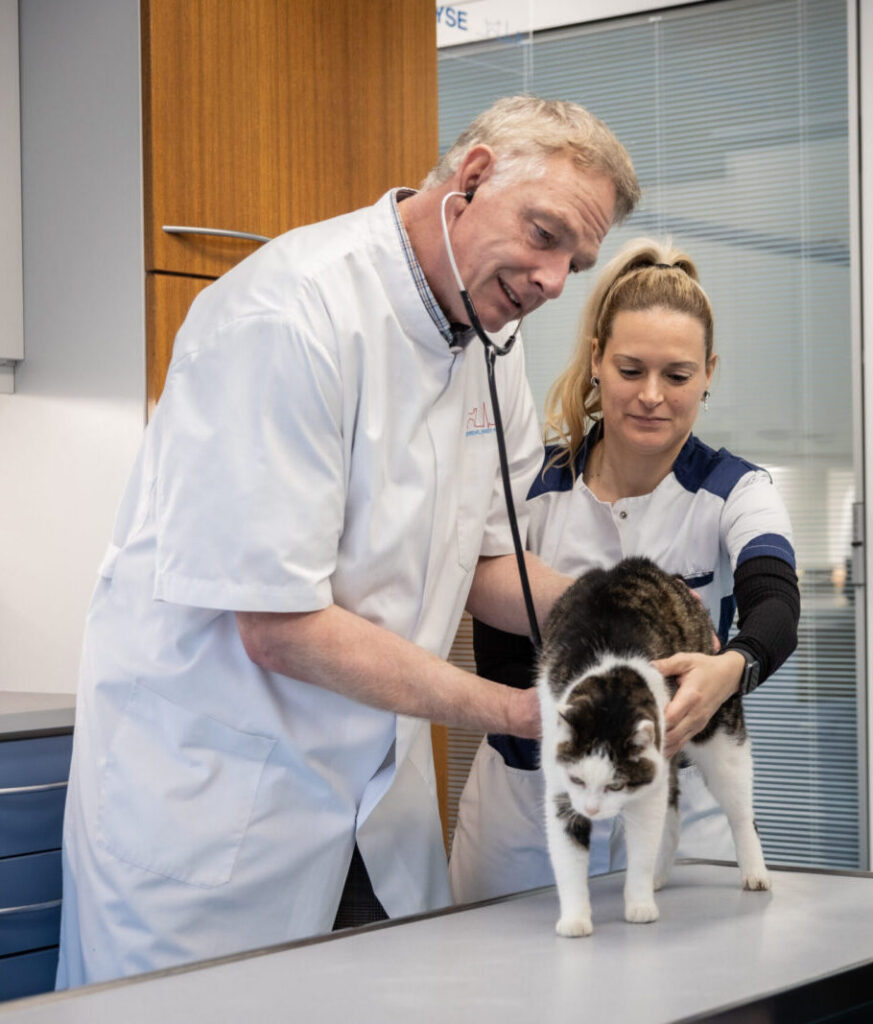 cropped-Dierenkliniek-Hornstra_consultatie_kat_dierenarts_para_spreekkamer-2-scaled-1-e1752601123918