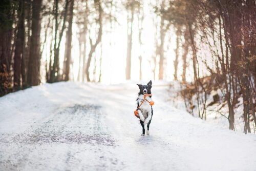 Ook vlooien in de winter?