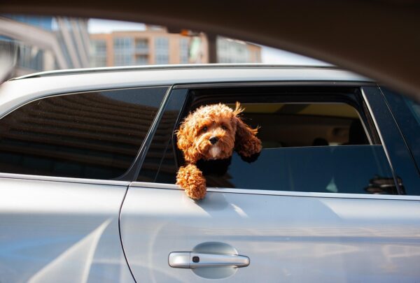 Waarom u de hond bij warm weer niet in de auto achter moet laten, al is het maar voor even