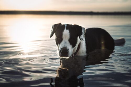 De blije zomerhond
