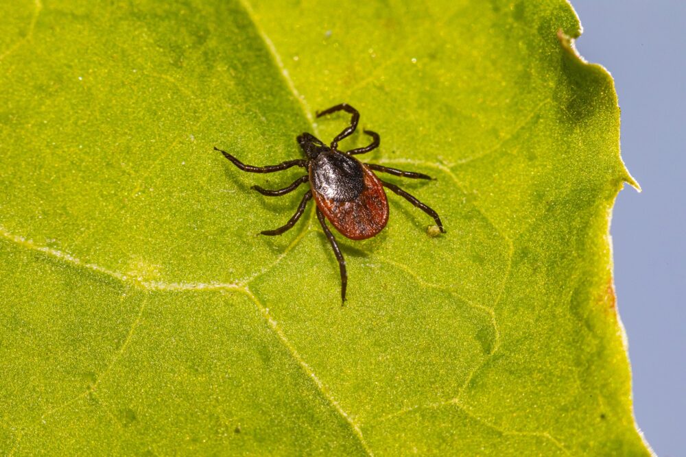 Lyme bij honden