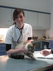 Jaarlijkse controle van de kat