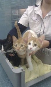 Kittens gesocialiseerd met de inzet van gastgezinnen