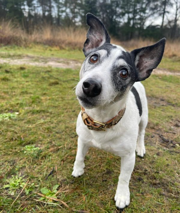Voor een goede oude dag voor uw hond