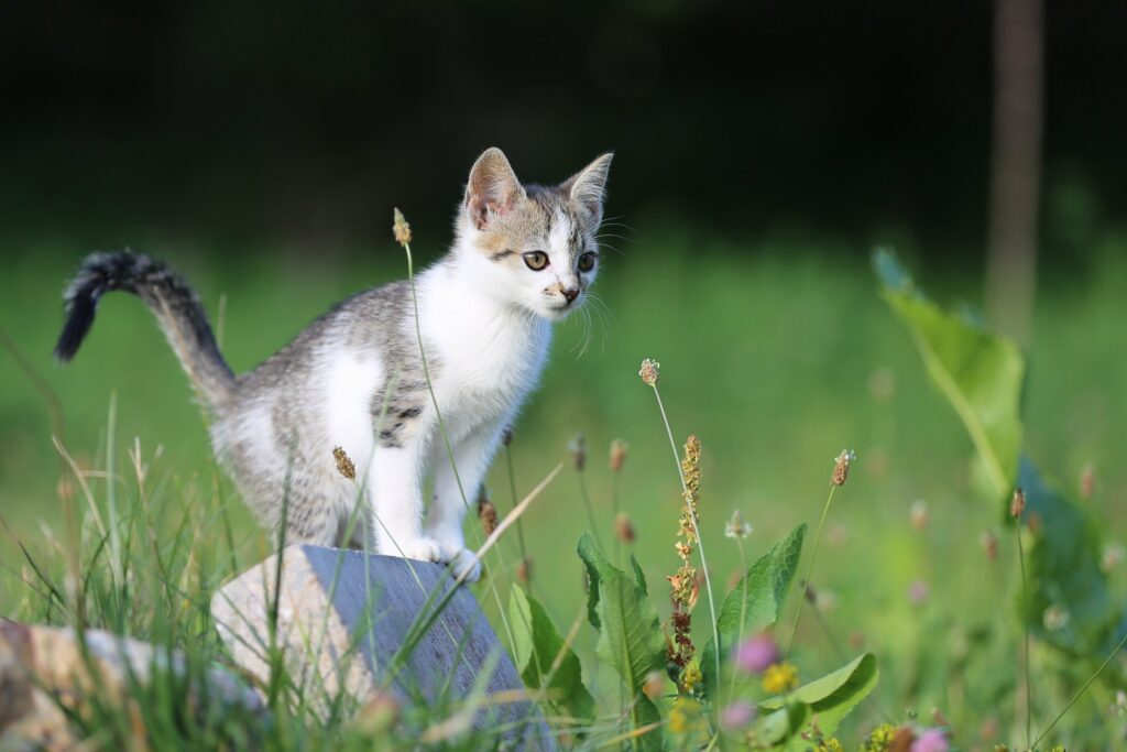 tajtijozsi-kitten-9861764-1024x683
