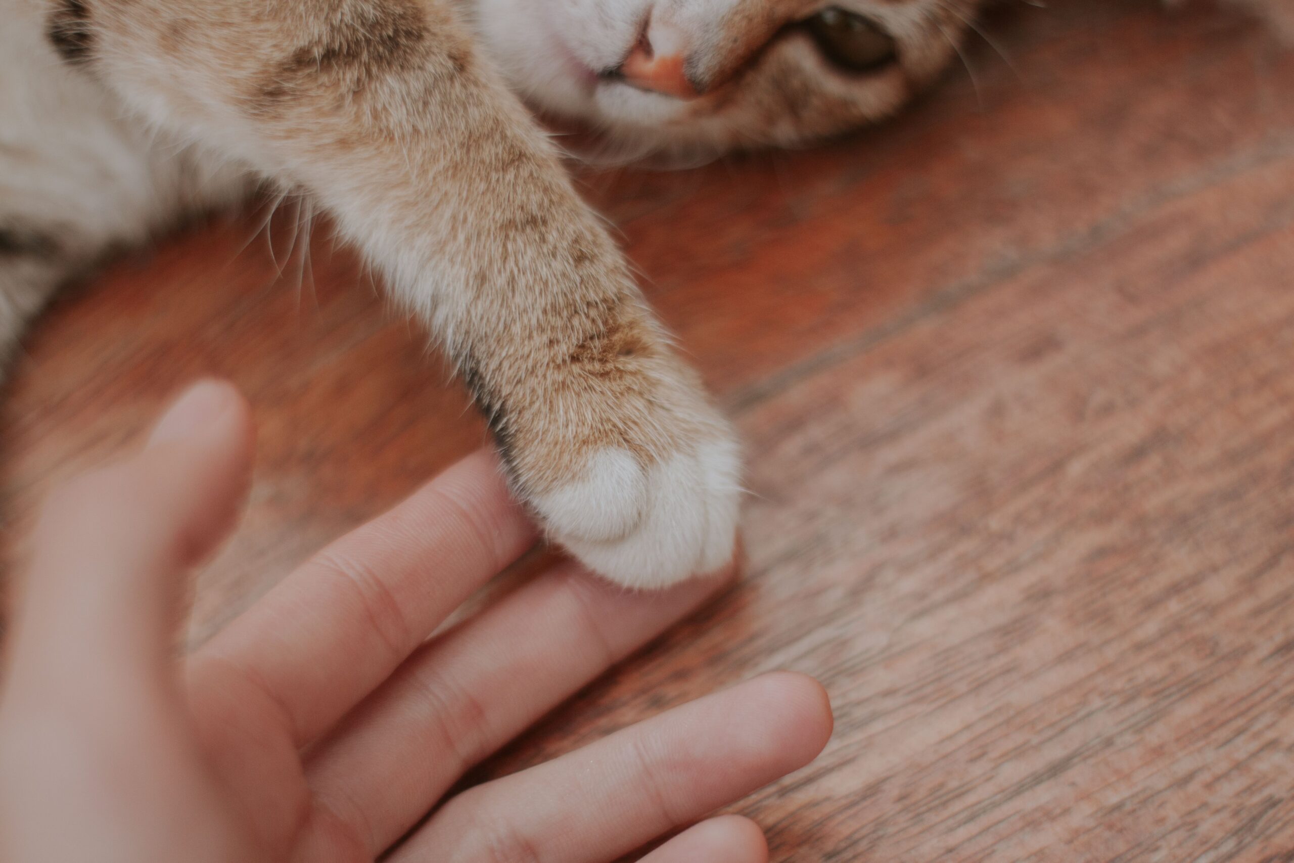 A close-up of a human hand touching a cat's paw on a wooden floor, symbolizing connection.